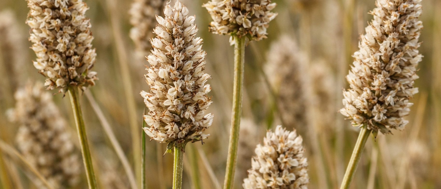 psyllium cum se produce