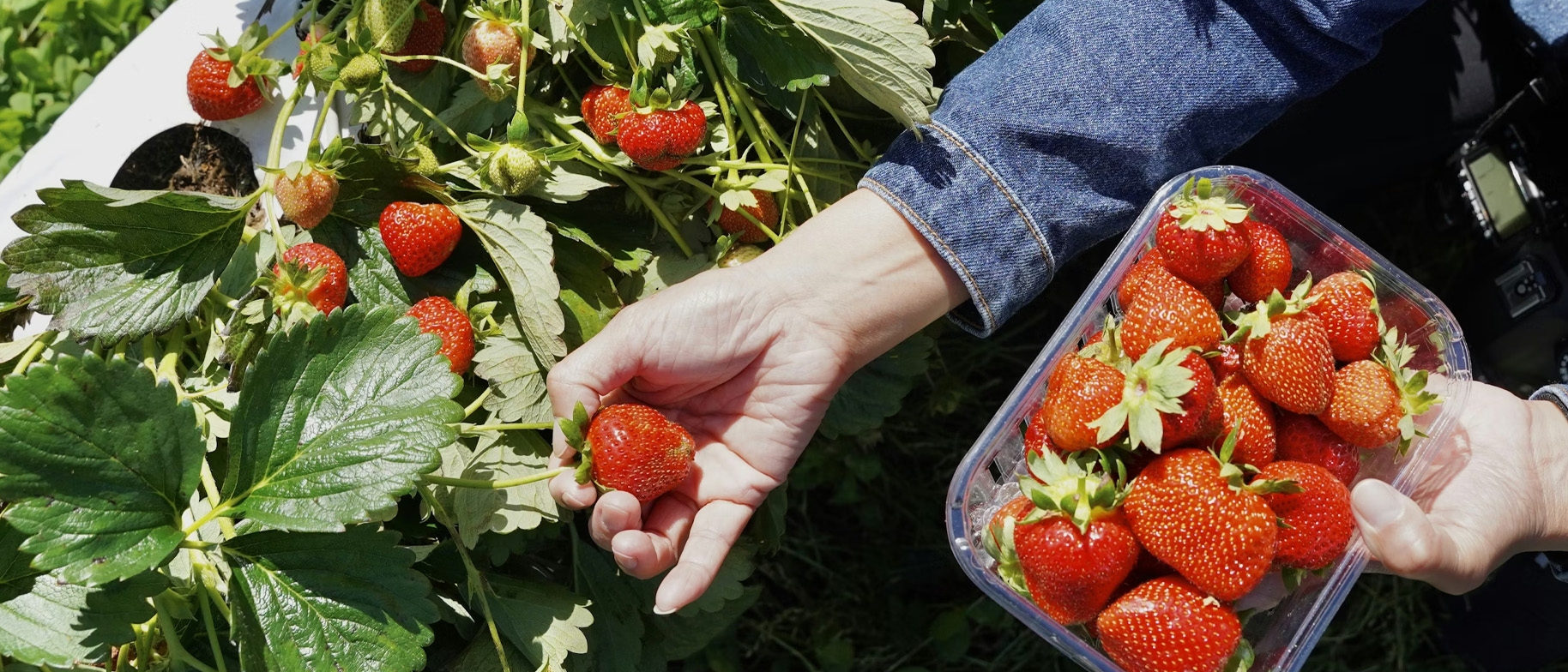 sezónne stravovanie typy potravín