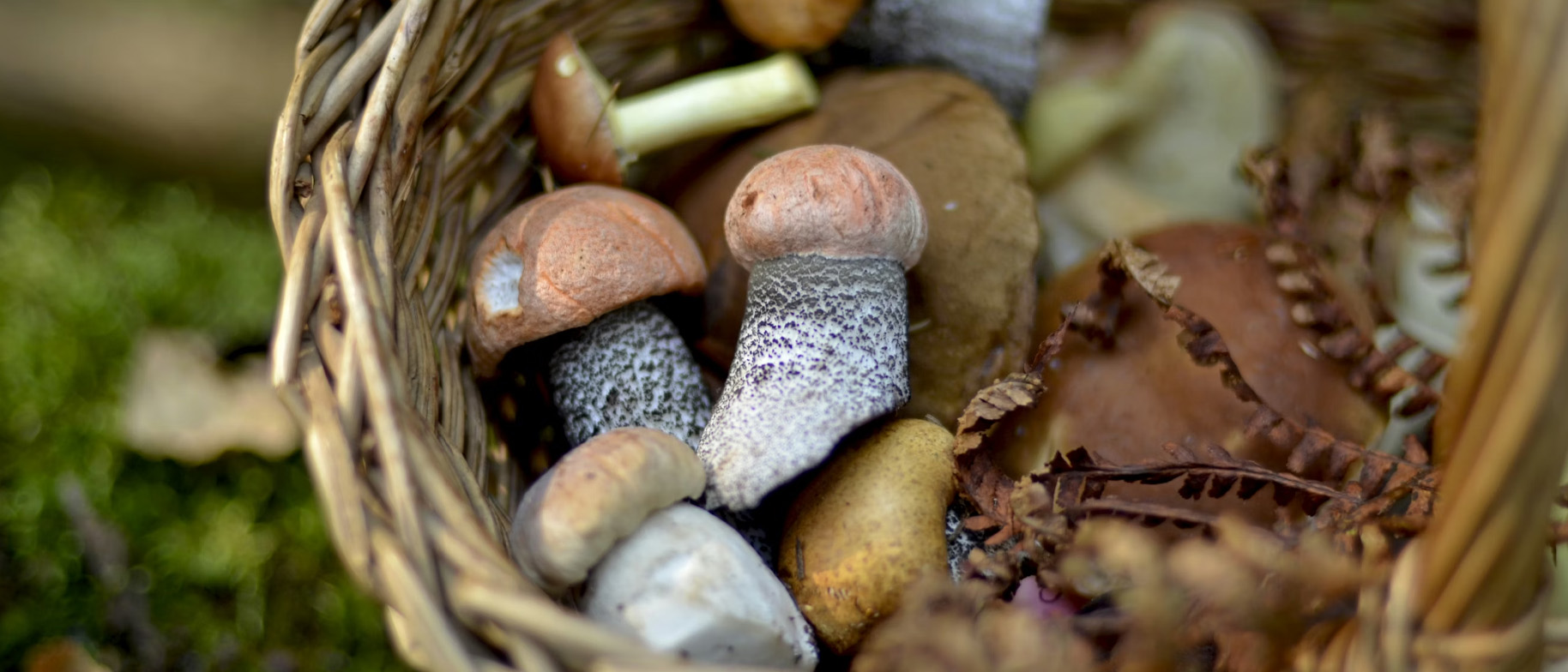 huby a jesenný jedálniček