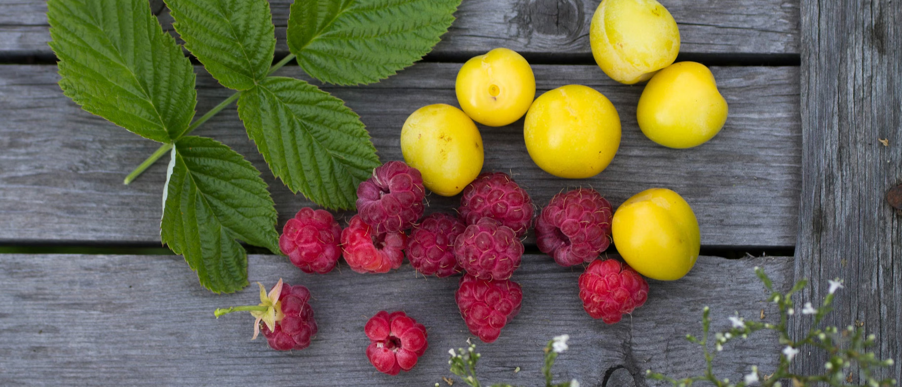 sezonné stravovanie v lete