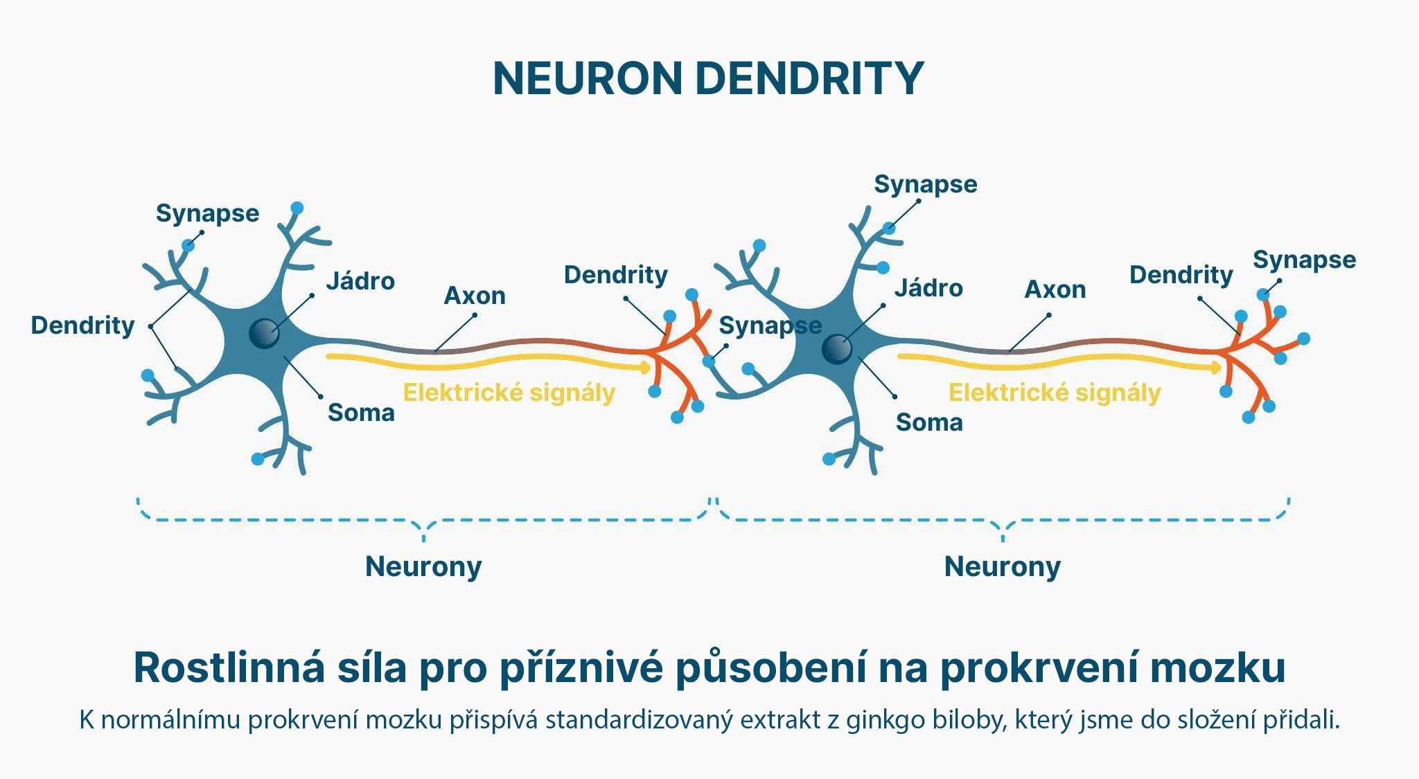 neuron