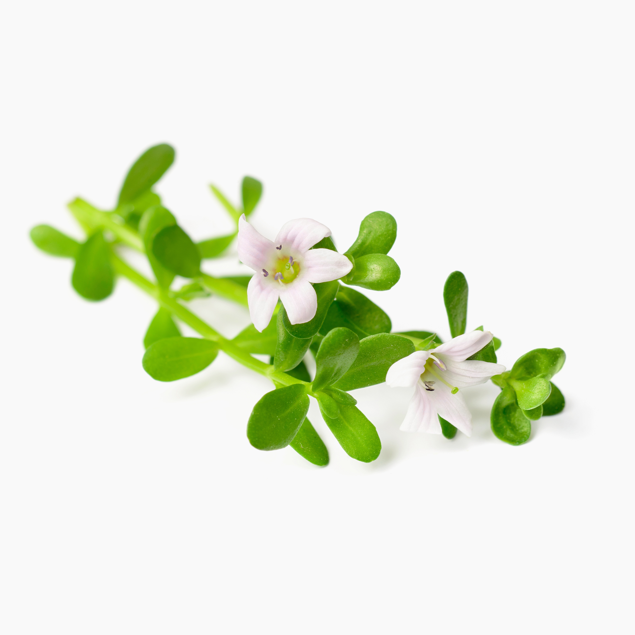 bacopa kytka