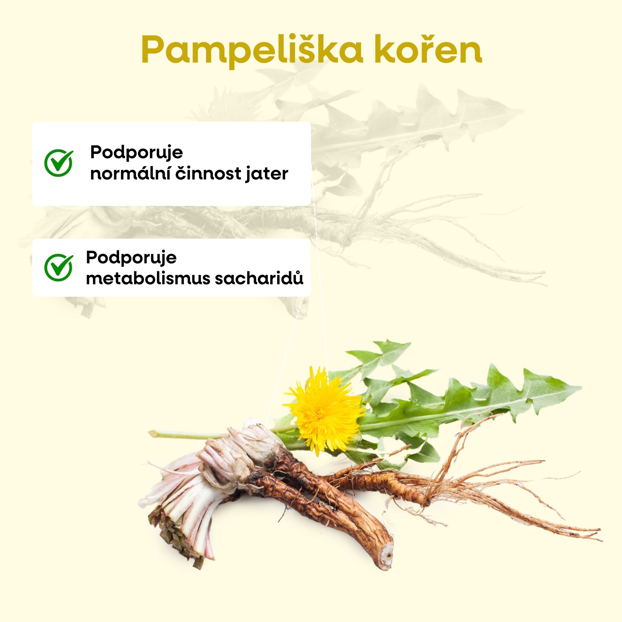 pampeliska koren