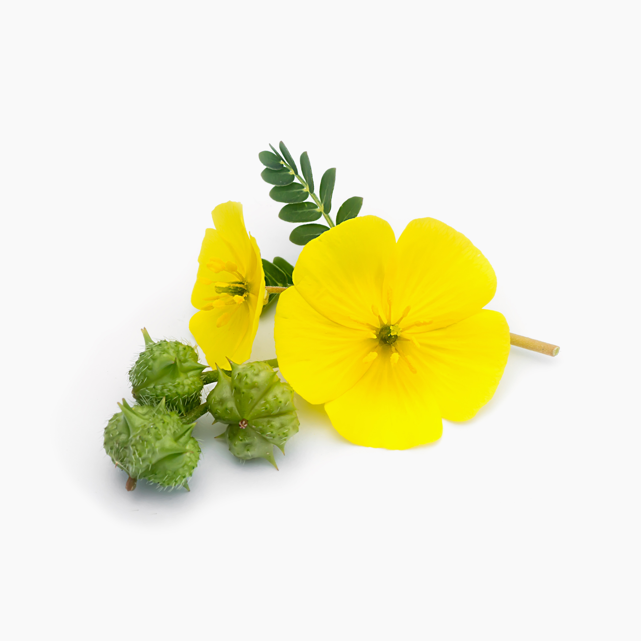 tribulus
