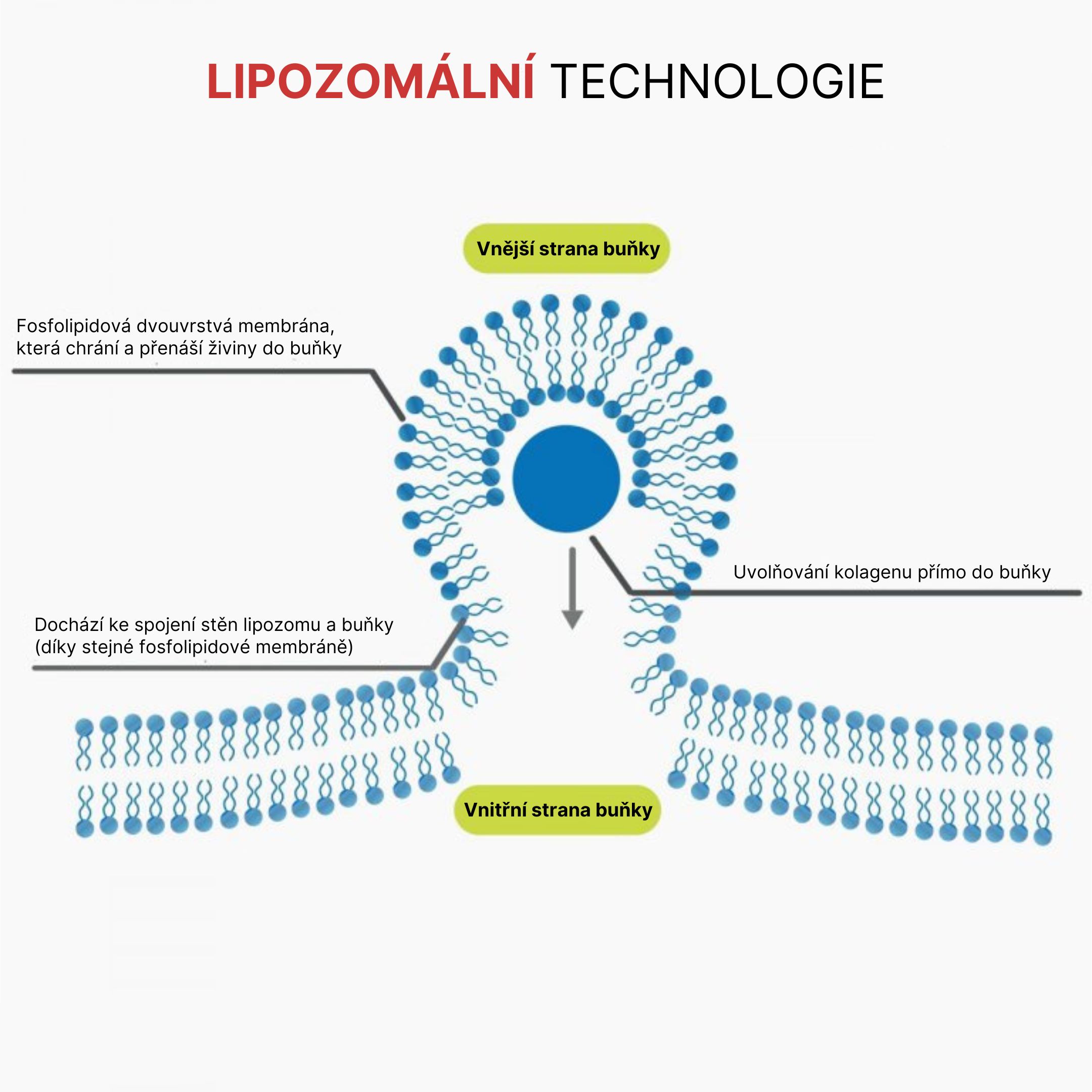 LIPOZOMÁLNÍ TECHNOLOGIE