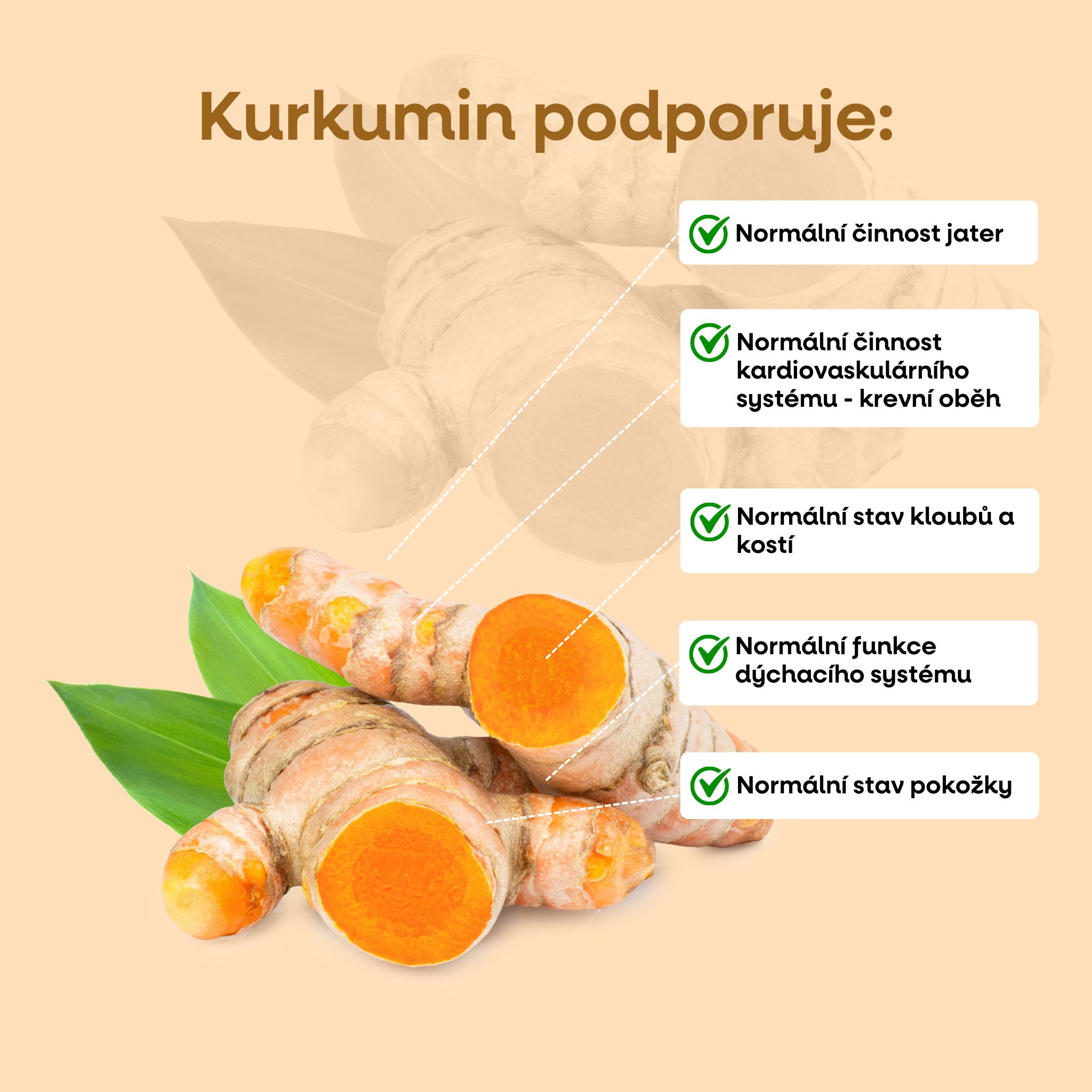 Kurkumin infografika CZ