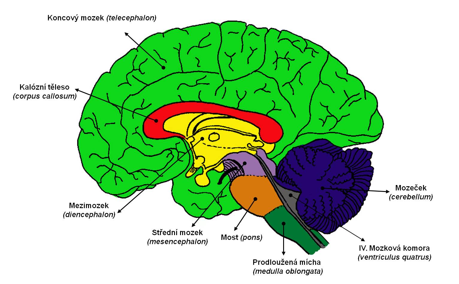 anatomie-mozku